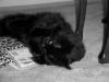 Midnight the Cat