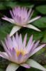 water lillies